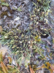 Kelleria villosa (Kelleria villosa)