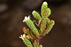 Kelleria villosa (Kelleria villosa)