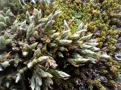 Kelleria villosa (Kelleria villosa)