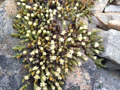 Kelleria villosa (Kelleria villosa)