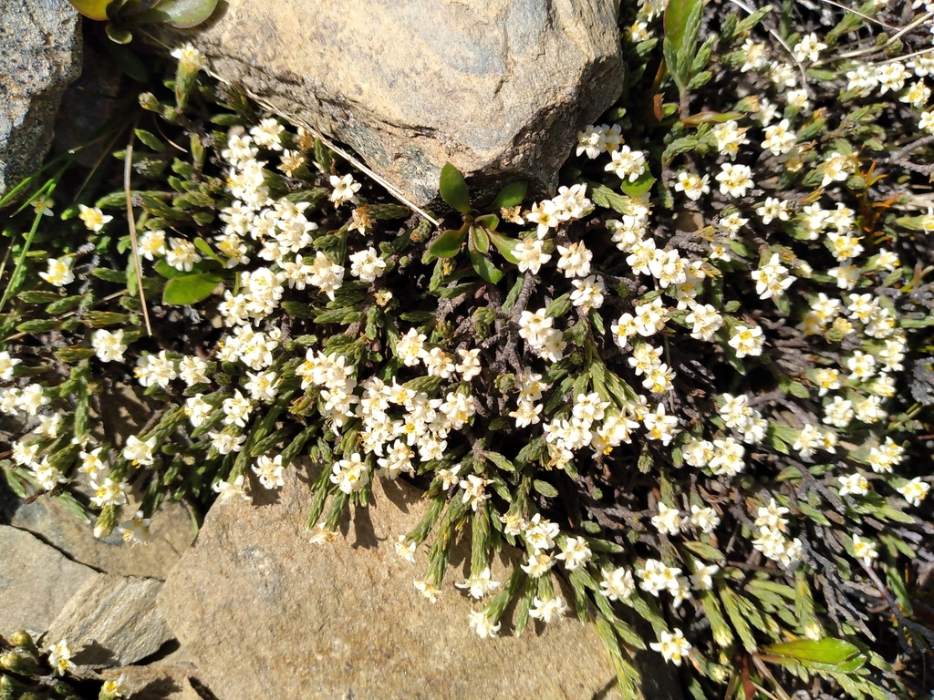 Kelleria villosa (Kelleria villosa)