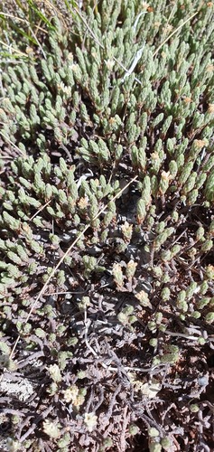 Kelleria villosa (Kelleria villosa)