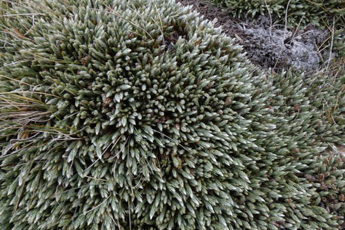 Kelleria villosa (Kelleria villosa)