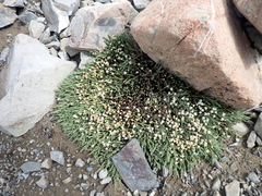 Kelleria villosa (Kelleria villosa)