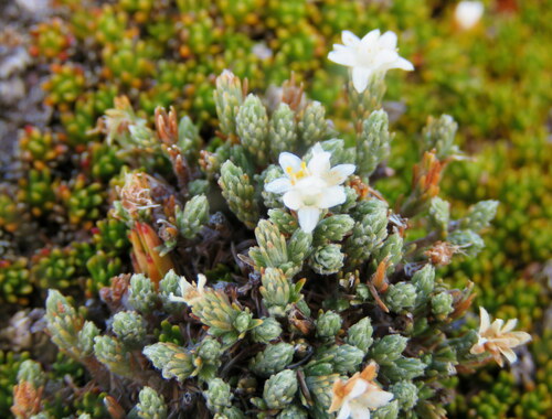 Kelleria villosa (Kelleria villosa)
