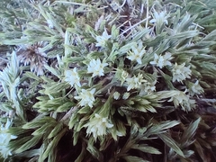 Kelleria villosa (Kelleria villosa)
