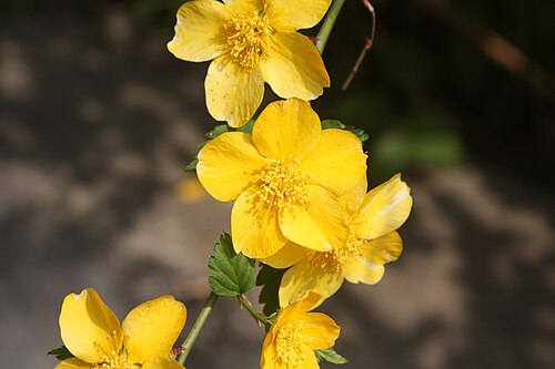 Kerria: Kerria japonica