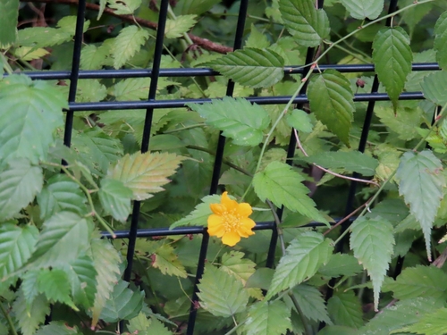 Kerria (Kerria japonica)