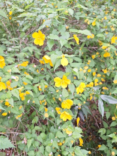 Kerria (Kerria japonica)