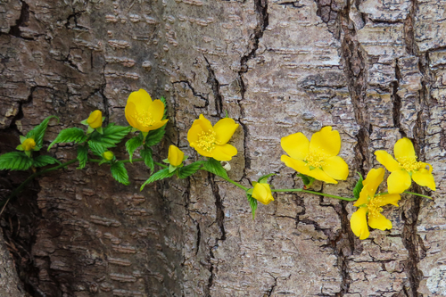 Kerria (Kerria japonica)