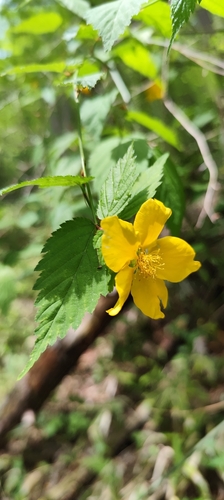 Kerria (Kerria japonica)