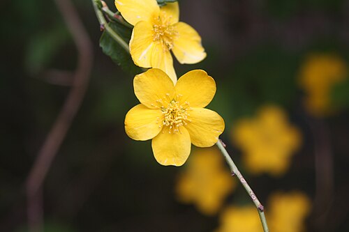 Kerria: Kerria japonica