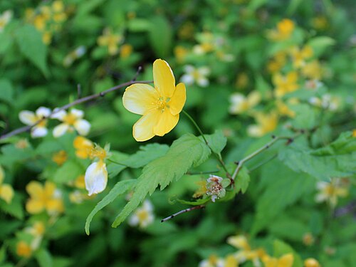 Kerria: Kerria japonica . The Botanical Garden of the University of Latvia