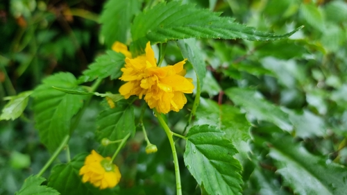 Kerria (Kerria japonica)