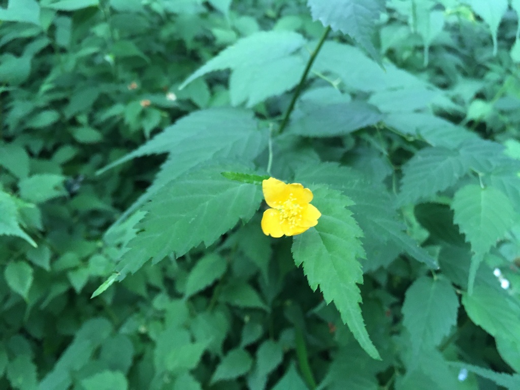 Kerria (Kerria japonica)