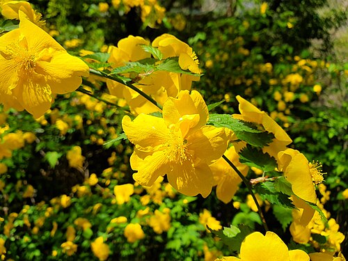 Kerria: Kerria japonica flowers at the Institute for Nature Study, Tokyo