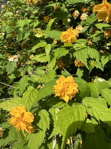 Kerria (Kerria japonica)