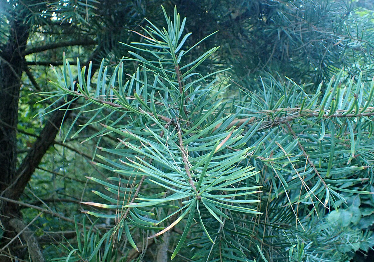 Evelyn's keteleeria: Keteleeria evelyniana in the San Francisco Botanical Garden