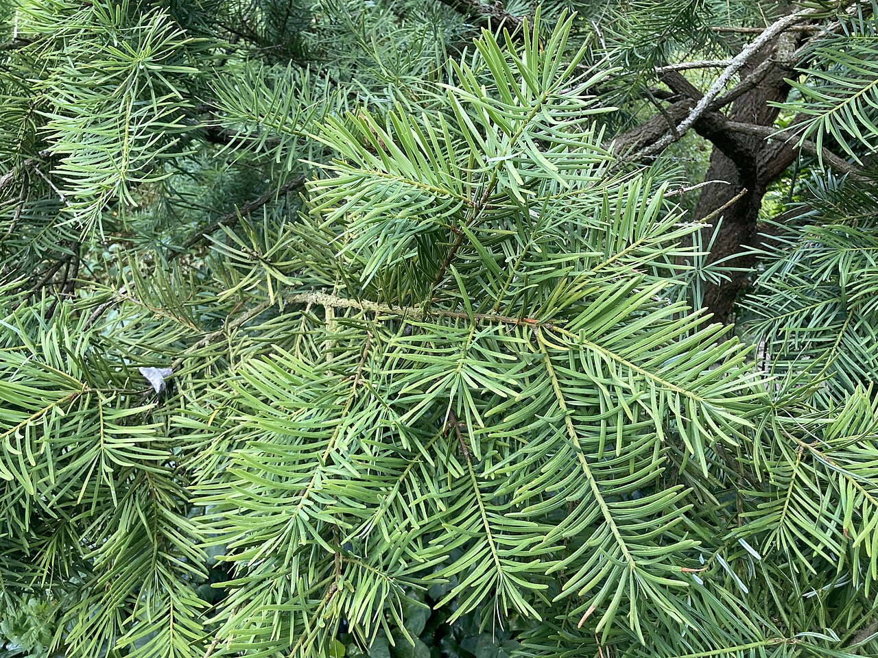 Evelyn's keteleeria: Keteleeria evelyniana needles at San Francisco Botanic Garden