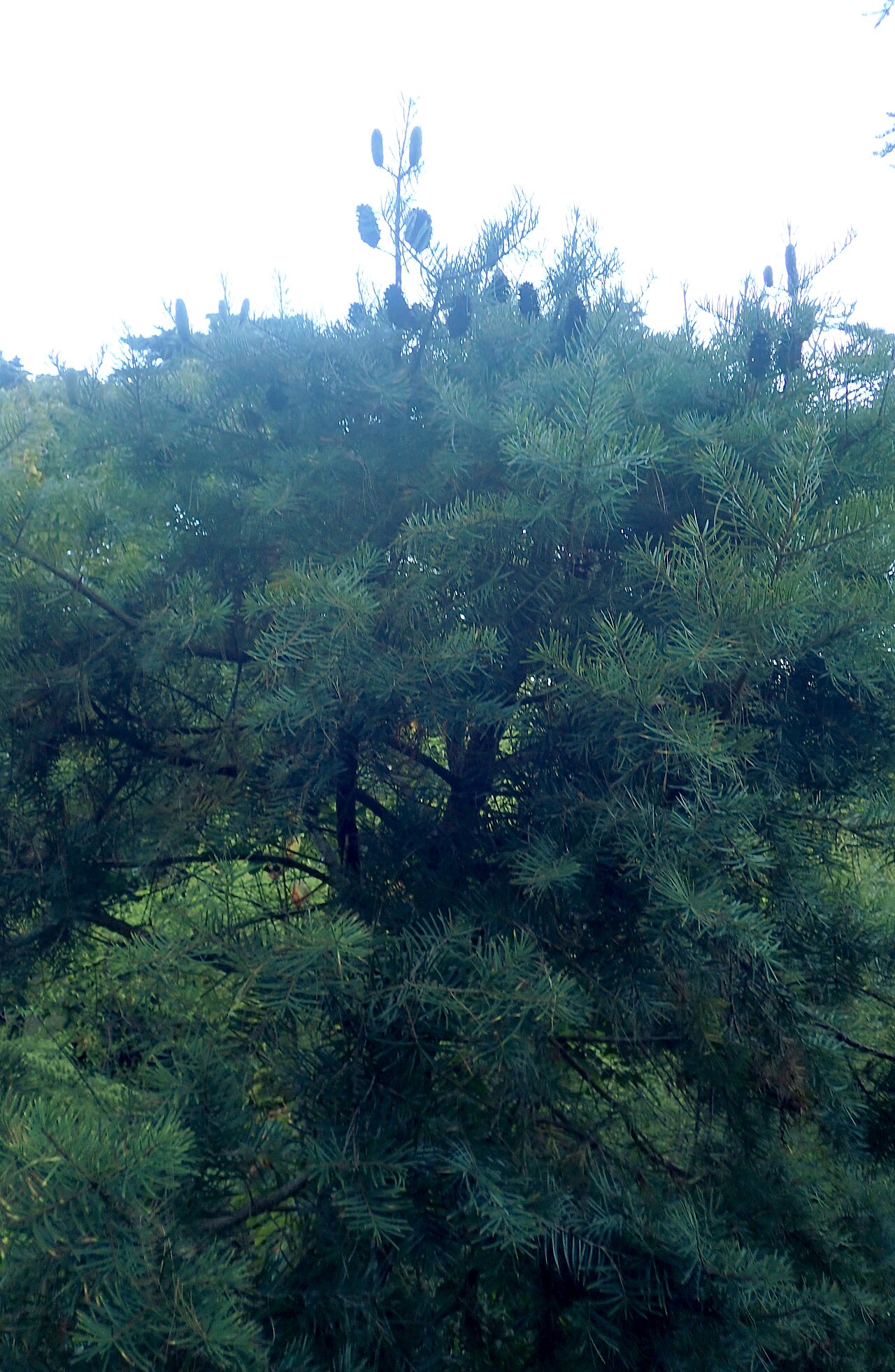 Evelyn's keteleeria: Keteleeria evelyniana in the San Francisco Botanical Garden