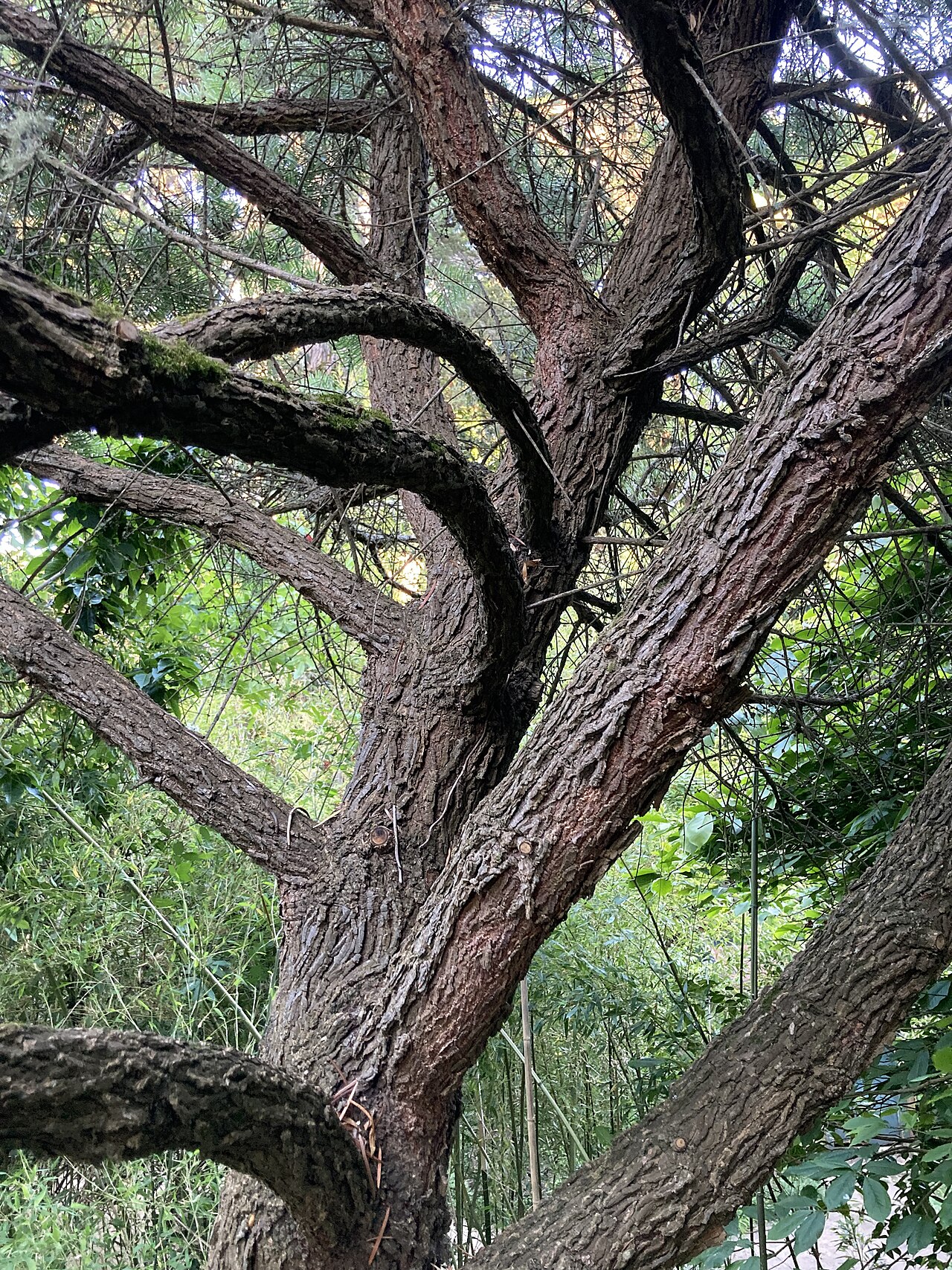 Evelyn's keteleeria: Keteleeria evelyniana bark at San Francisco Botanic Garden