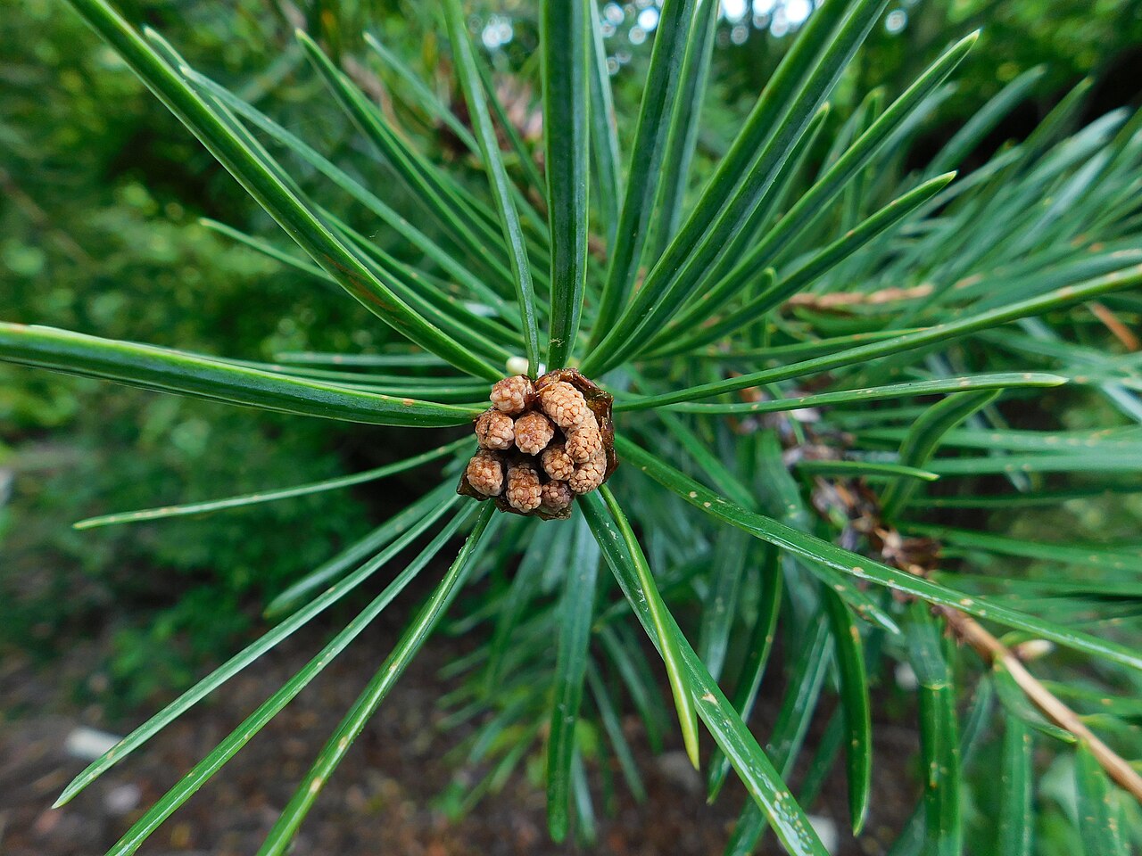 Evelyn's keteleeria: Keteleeria evelyniana at the University of California Botanical Garden, Berkeley, California, USA. Identified by the garden signage.
