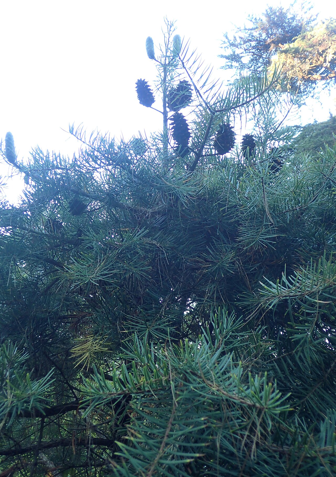 Evelyn's keteleeria: Keteleeria evelyniana in the San Francisco Botanical Garden