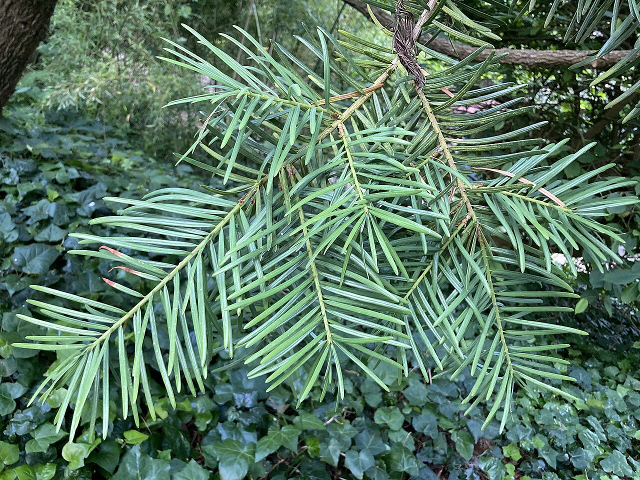 Evelyn's keteleeria: Keteleeria evelyniana at San Francisco Botanic Garden