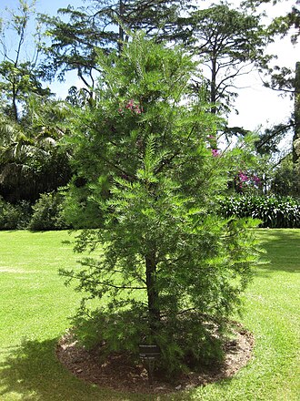 Evelyn's keteleeria: This photo is from Gardenology.org and is available under CC-BY-SA 3.0 license. If you use it, please include attribution to Gardenology.org, with a link if the