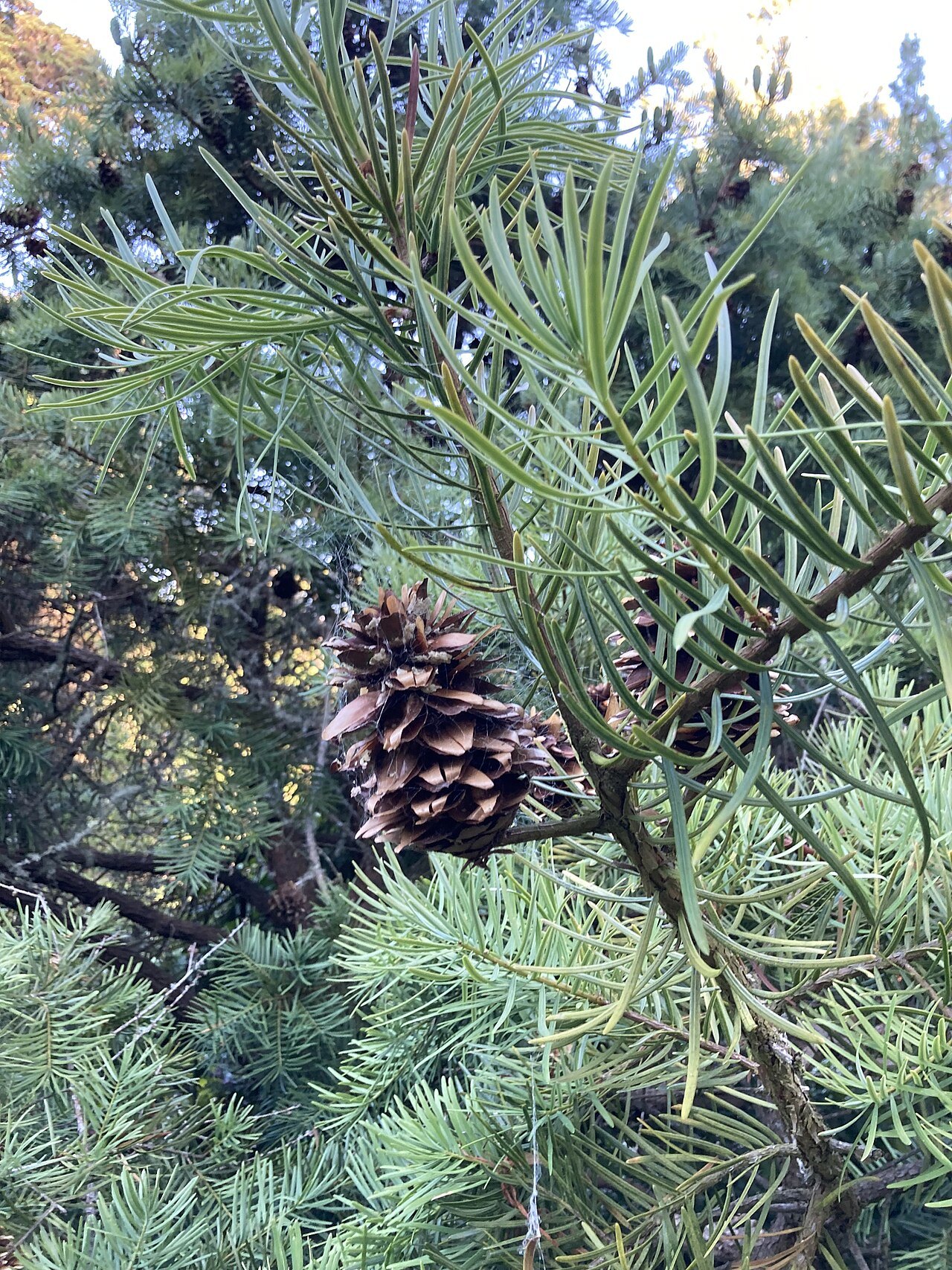 Evelyn's keteleeria: Keteleeria evelyniana cone at San Francisco Botanic Garden