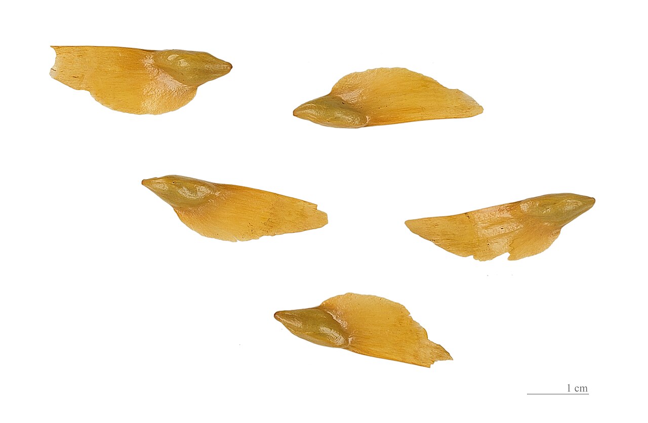 Evelyn's keteleeria: Seed of Keteleeria evelyniana .
