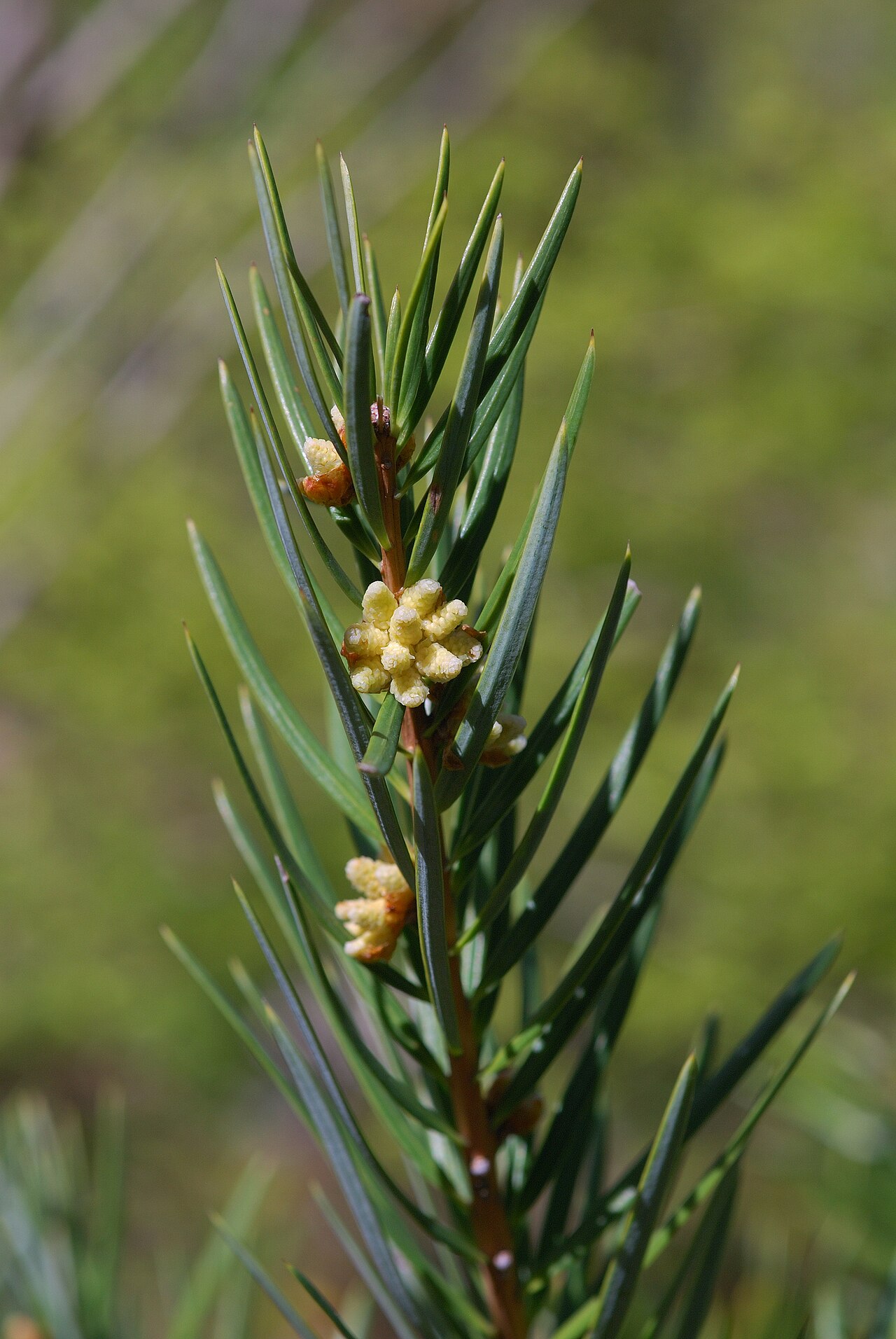 Evelyn's keteleeria: Keteleeria evelyniana foliage and pollen cones, photographed at the UC Berkeley Botanical Garden. Species from China, Laos, Vietnam.
