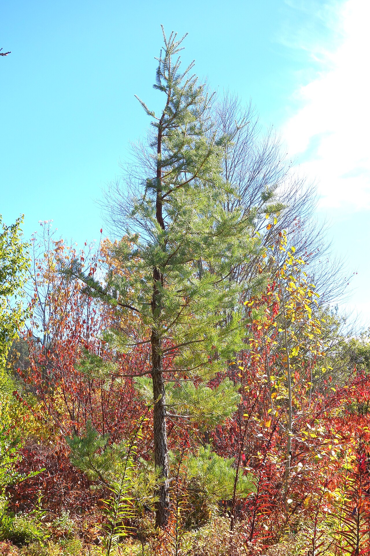 Evelyn's keteleeria: Botanical specimen in Quarryhill Botanical Garden, Glen Ellen, California, USA.