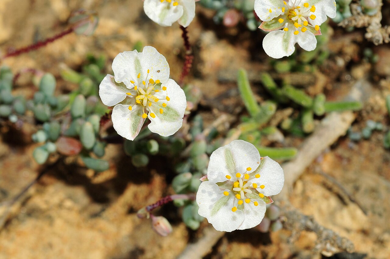Kewa angrae-pequenae: Greenband Saltsorrel