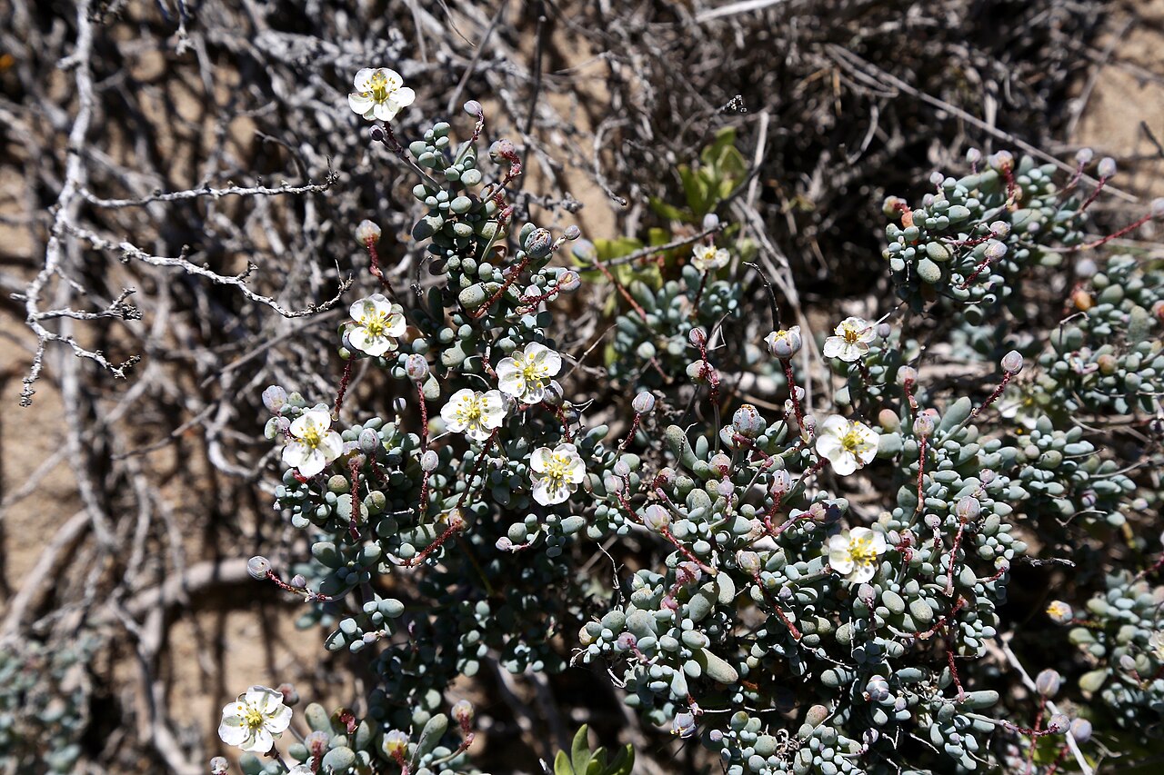 Kewa angrae-pequenae: Сoastline of Namaqua National Park, Namaqualand Coastal Dune Strandveld, Northern Cape, South Africa