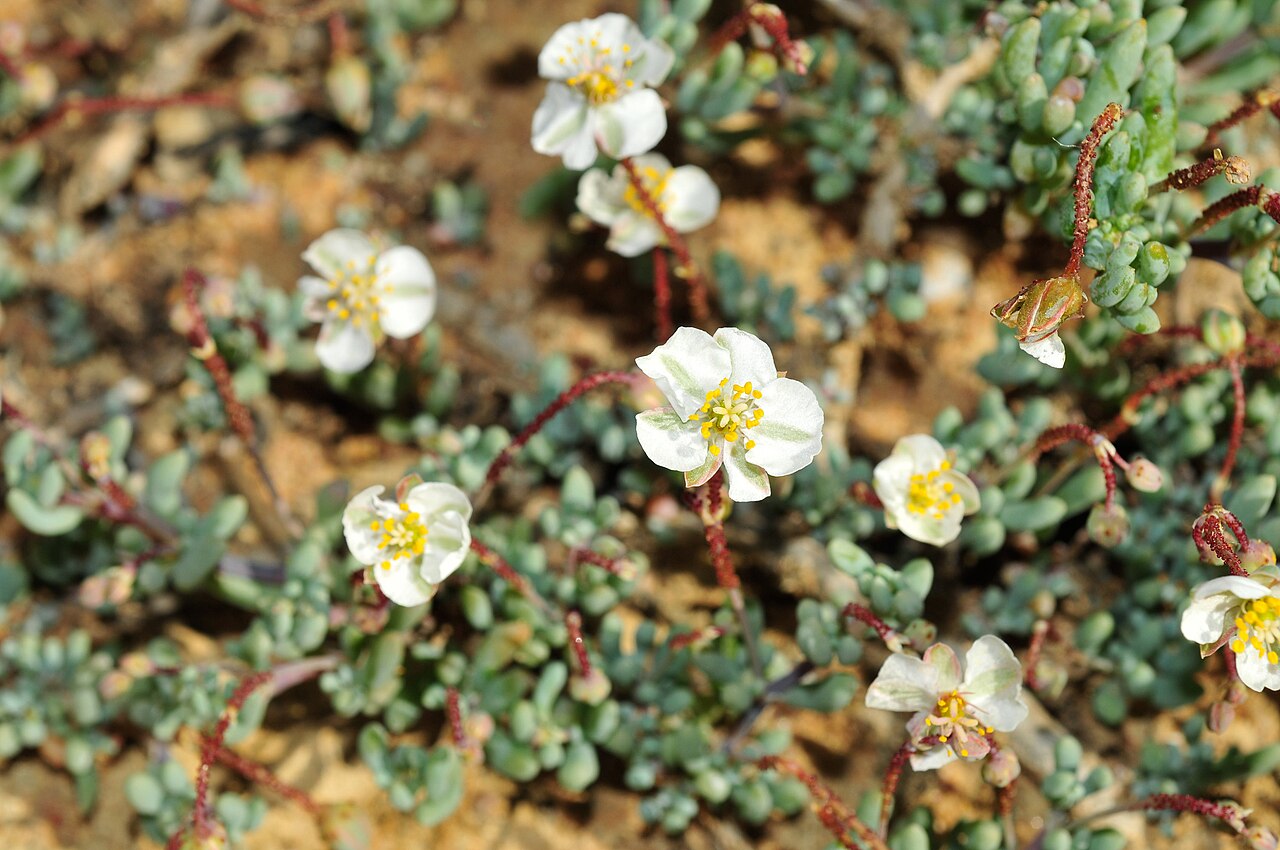 Kewa angrae-pequenae: Greenband Saltsorrel