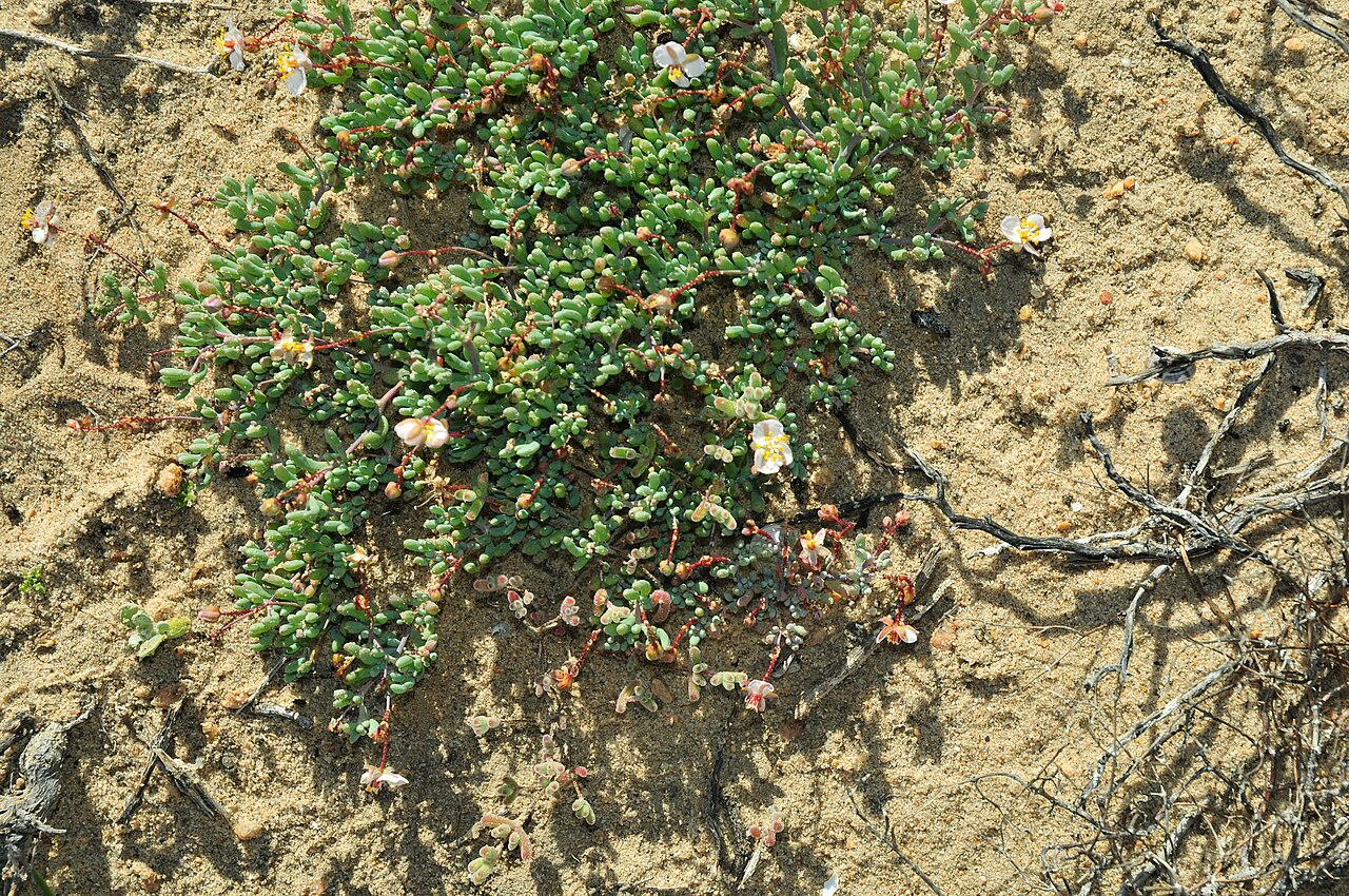 Kewa angrae-pequenae: Greenband Saltsorrel