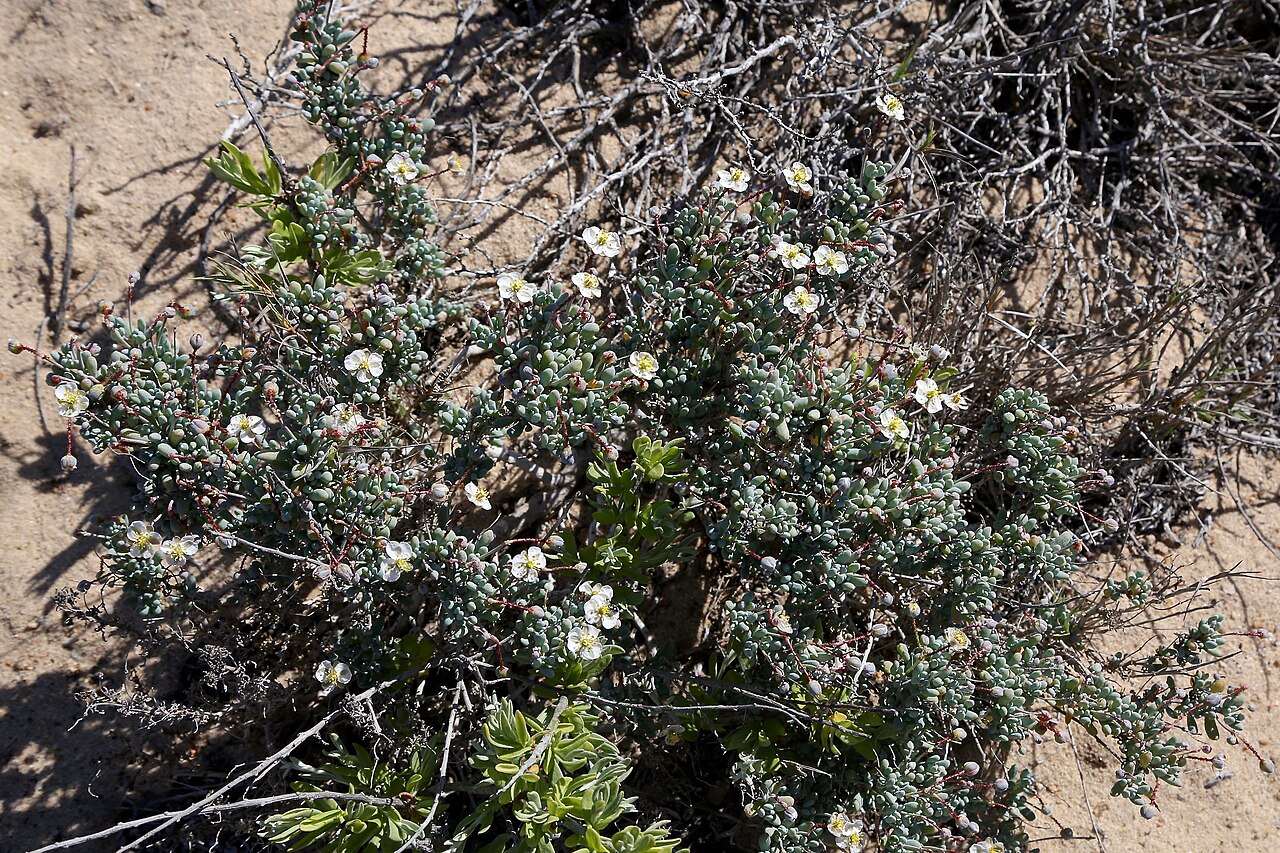 Kewa angrae-pequenae: Сoastline of Namaqua National Park, Namaqualand Coastal Duneveld, Northern Cape, South Africa