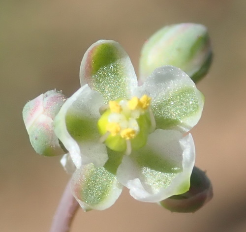 Kewa bowkeriana (Kewa bowkeriana)
