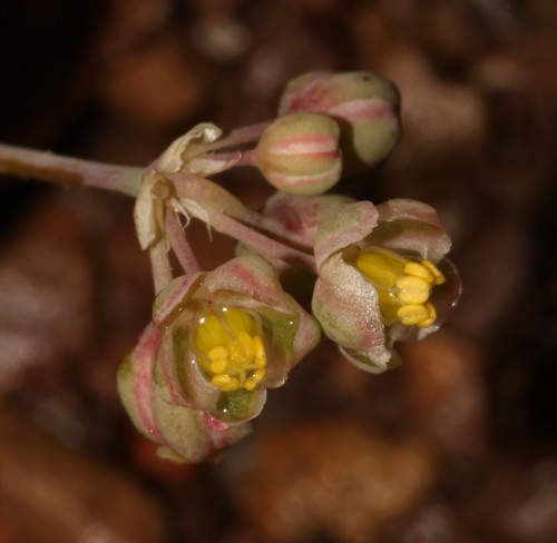 Kewa bowkeriana (Kewa bowkeriana)