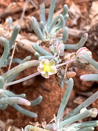 Kewa bowkeriana (Kewa bowkeriana)