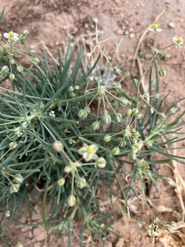 Kewa bowkeriana (Kewa bowkeriana)