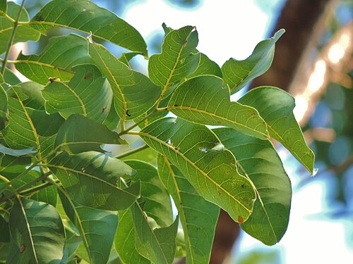 East African mahogany: Khaya anthotheca , Ndowoyo, Chipinge, Zimbabwe.