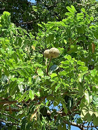 East African mahogany: Khaya anthotheca , Newlands, Harare, Zimbabwe.