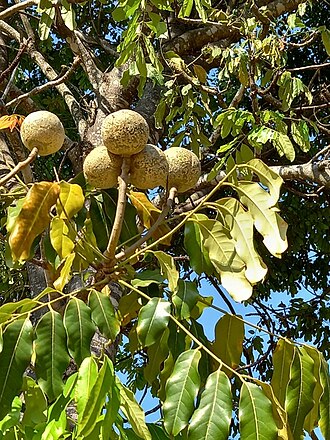 East African mahogany: Khaya anthotheca , Newlands, Harare, Zimbabwe.