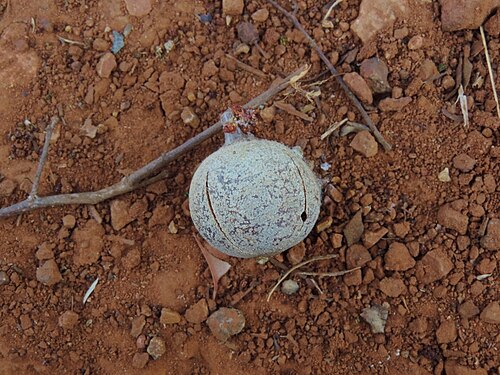 East African mahogany: Khaya anthotheca , Ndowoyo, Chipinge, Zimbabwe.