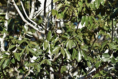 East African mahogany: Khaya anthotheca , Bally Vaughan Sanctuary, Goromonzi, Zimbabwe.