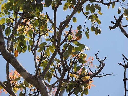 East African mahogany: Khaya anthotheca , Ewanrigg, Goromonzi, Zimbabwe.