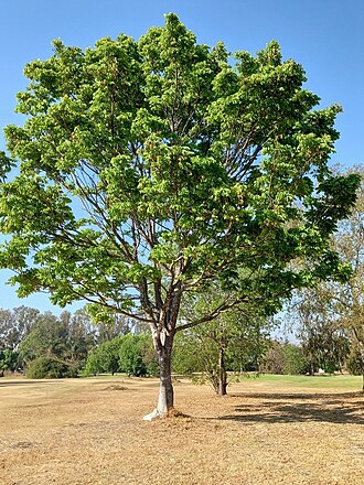 East African mahogany: Khaya anthotheca , Newlands, Harare, Zimbabwe.