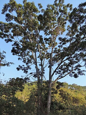 East African mahogany: Khaya anthotheca , Ndowoyo, Chipinge, Zimbabwe.